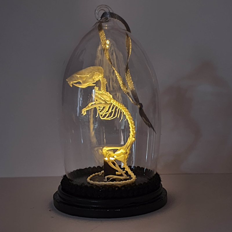 Verlicht Natuur Historische Decoratie. Skelet muis